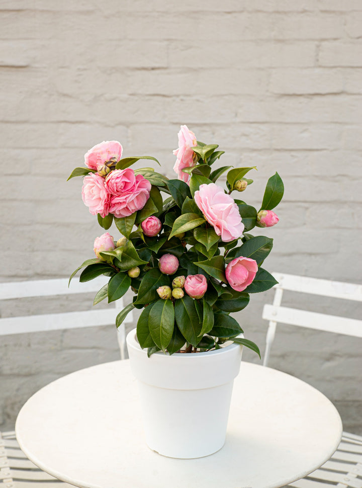 Camellia jap. Nuccios Cameo