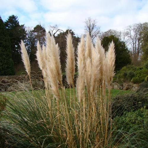 Cortaderia sell. Pumila
