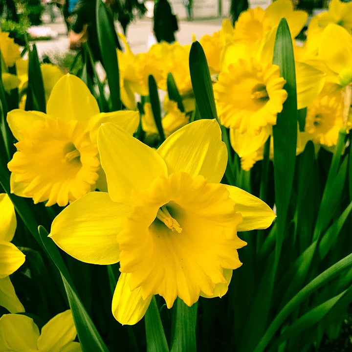 NARCISSUS DUTCH MASTER X 5
