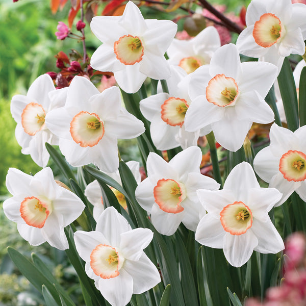 NARCISSUS HIGH SOCIETY 6