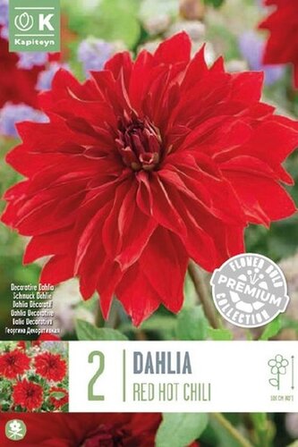 PREMIUM DAHLIA RED HOT CHILI 2 UNITS