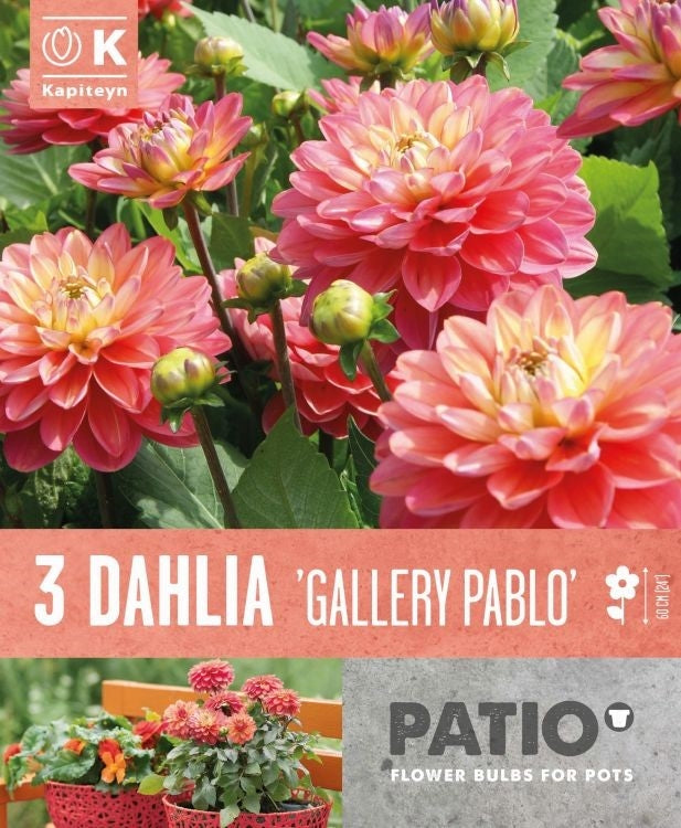 DAHLIA GALLERY PABLO 3