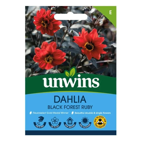 Dahlia Pinnata Black Forest Ruby - Seed Packets - Windyridge Garden Centre