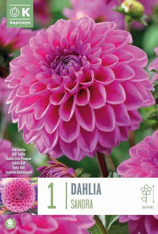 DAHLIA FLEUREL 2