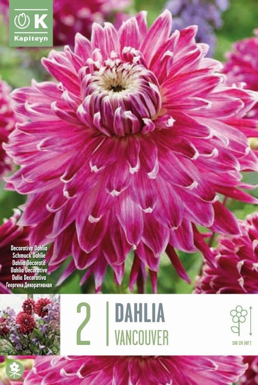 DAHLIA VANCOUVER x 2