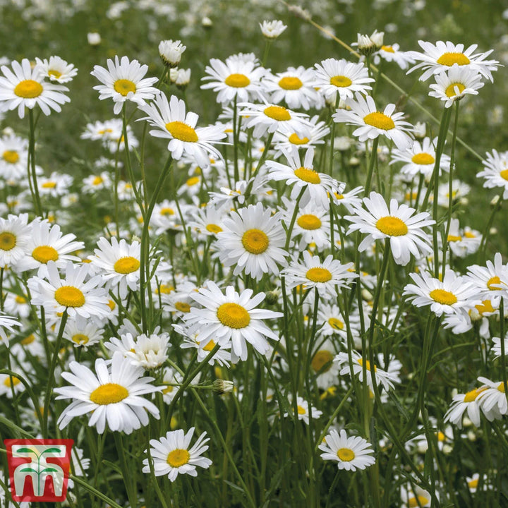 Wildflower Ox-Eye Daisy