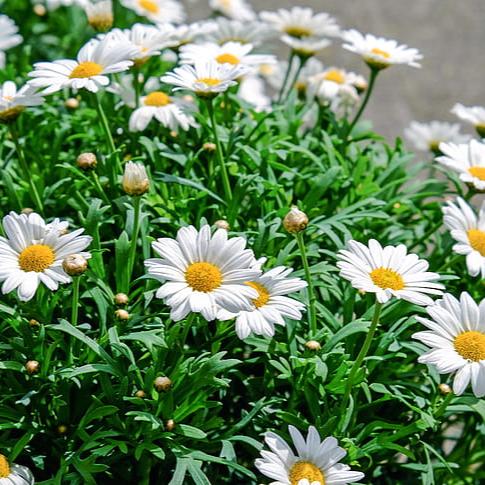 Argyranthemum Madeira White