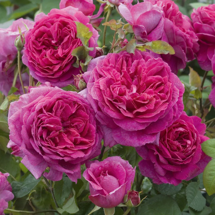 Rosa Young Lycidas