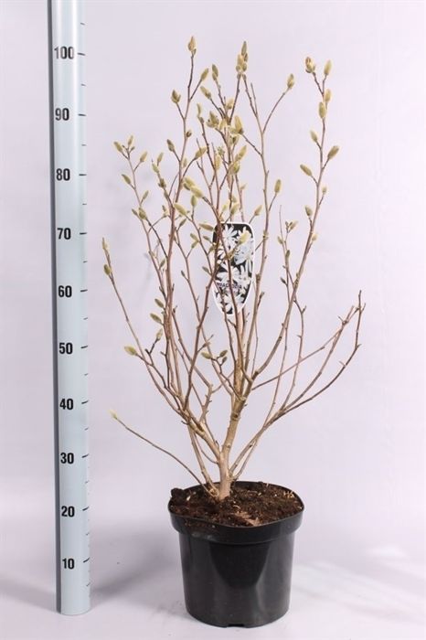 Magnolia stellata  7.5 Ltr pot