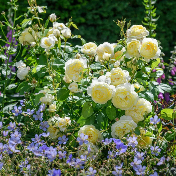 Rosa Vanessa Bell 6L