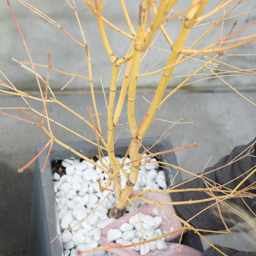 Acer Palm. Bi Hoo - Trees - Windyridge Garden Centre
