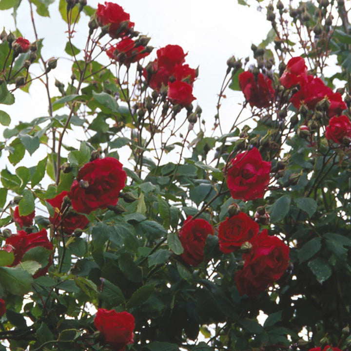 Pauls-Scarlet-Climber-Flower-3