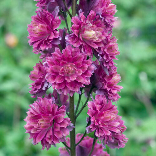 Delphinium Elatum Highlander Flamenco - Herbaceous - Windyridge Garden Centre