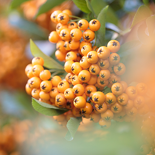 PYRACANTHA-GOLDEN-CHARMER-berry