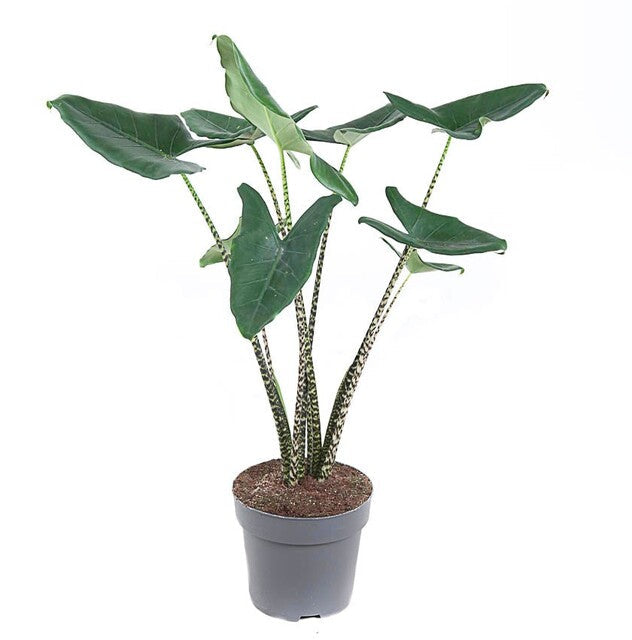 Alocasia zebrina