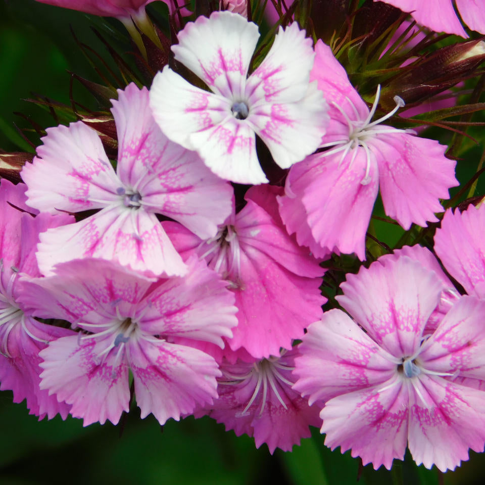 Dianthus Barbatus Pink Magic 2Ltr Pot - Herbaceous - Windyridge Garden Centre