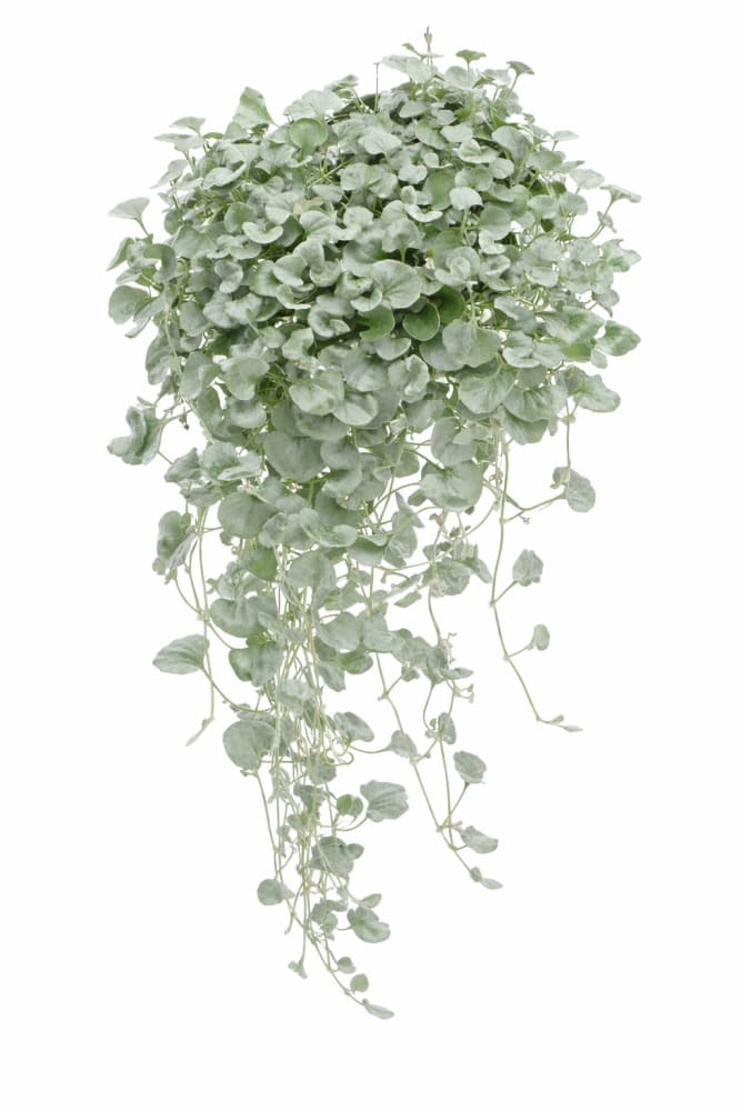 Unwins Houseplant Dichondra Silver Surfer - Seed Packets - Windyridge Garden Centre