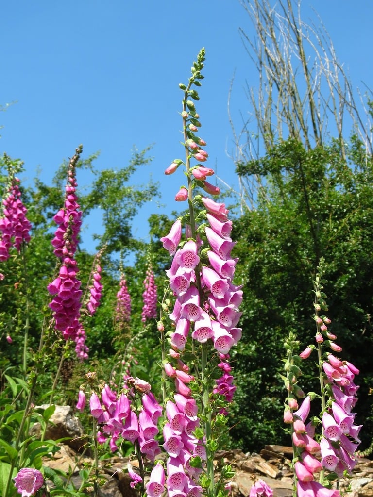 Digitalis Lucas Xxl Pink - Herbaceous - Windyridge Garden Centre