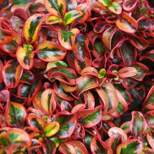 Coprosma Inferno - Herbaceous - Windyridge Garden Centre