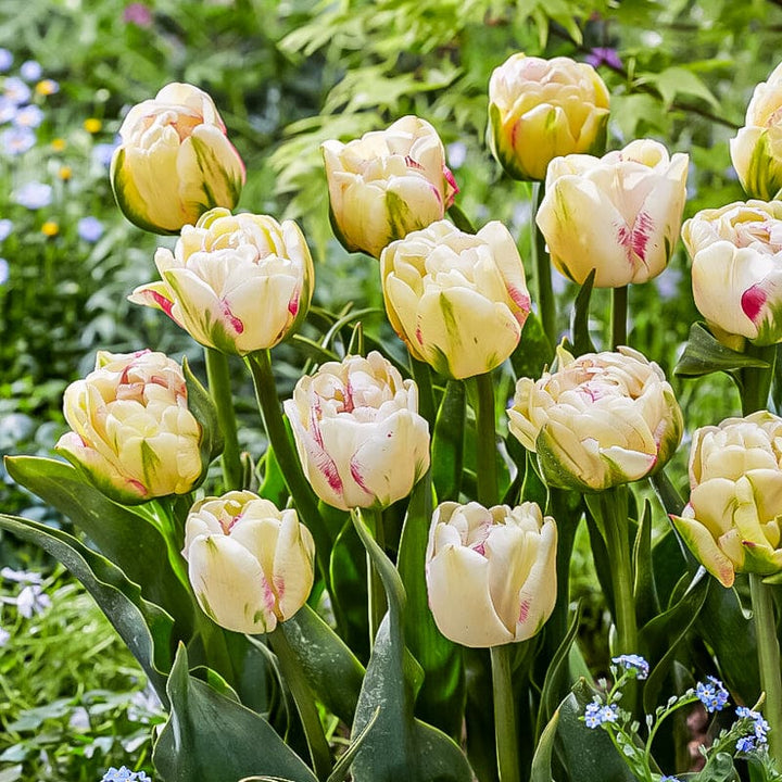 PREM TULIP DOUBLE SHAKE X 6