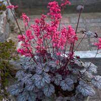 Heuchera Timeless Night - Herbaceous - Windyridge Garden Centre