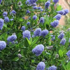 Ceanothus Thy. Skylark - Shrubs - Windyridge Garden Centre