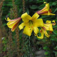 LILIUM  Golden Splendour