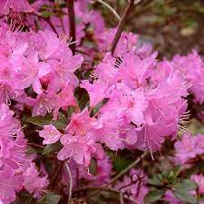 Rhododendron-Pintail-Flower-1