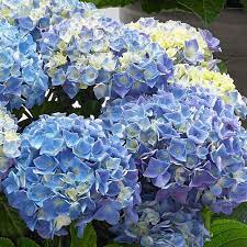 Hydrangea Macr. Blue 5 Ltr Pot - Shrubs - Windyridge Garden Centre