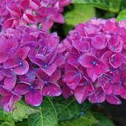 HYDRANGEA M. AMOR