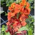 Erysimum Winter Spice - Herbaceous - Windyridge Garden Centre
