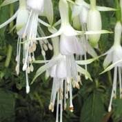 FUCHSIA Hawkshead