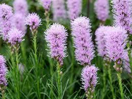 Liatris sp. Kobold