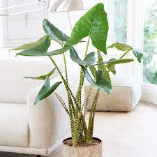 Alocasia Zebrina 24cm Pot (Zebra Plant)