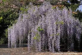 WISTERIA FLOR. MACROBOTRYS CLT 35   CIRC. TR. 06 - 08 CM  1/2 STD