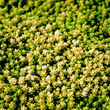 Sedum-acre-Planted-1