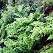 Dicksonia Antarctica 30-40cm 1 foot