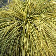 Carex-oshima-Evergold-Plant