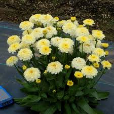 Leucanthemum Luna