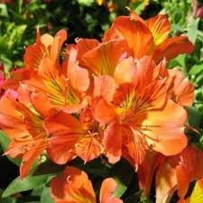 Alstroemeria ColoritaElaine Orange