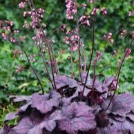 HEUCHERA Electric Plum