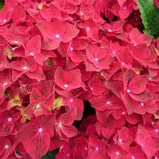 HYDRANGEA M. FIRE WINGS