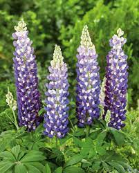 Lupin WC King Canute 5 Ltr
