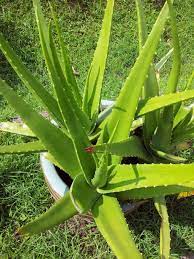 Aloe vera  P17