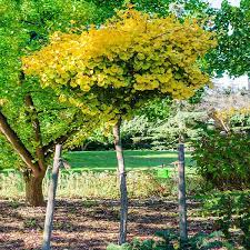 Ginkgo bil. Mariken