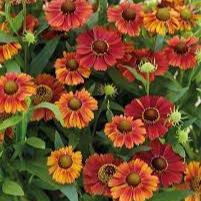 Helenium Strawberry Sundae