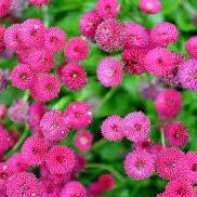 Argyranthemum M. Crested Hot Pink