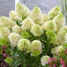 HYDRANGEA PAN. SKYFALL