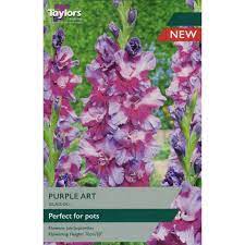 GLADIOLI PURPLE ART 8