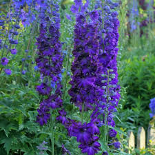 Delphinium c.M.F. D.Blue/Black Bee 2L